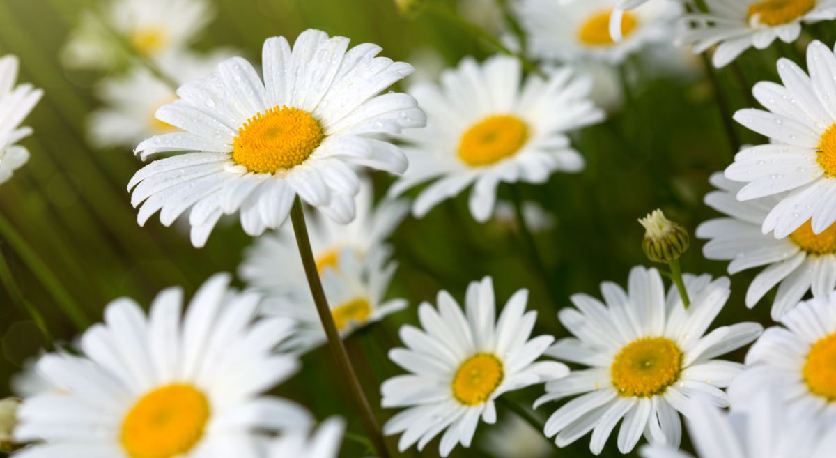 Daisy Flowers in bloom